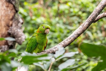 Parrot Caturrita (Aratinga leucophthalma)