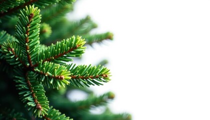 Spruce branches and needles isolated on white, tree branches, forest, foliage