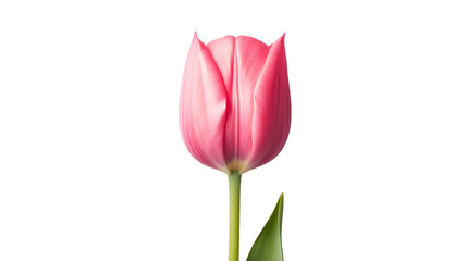 Naklejka premium Pink tulip flower with green stem, isolated against black background, cut out transparent