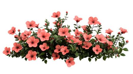 Elegant peach hibiscus blossoms and foliage, cut out transparent