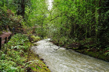 Obraz premium Muir Woods Reservations in San Francisco, United States - アメリカ サンフランシスコ ミュアウッズ国定公園