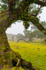 Fanal forest in the mist madeira Portugal 