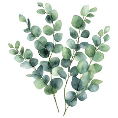Loose eucalyptus leaves in muted green watercolor create serene atmosphere. Clipart Photo isolated on transparency background