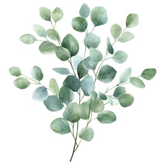 Fototapeta premium Loose eucalyptus leaves in muted green tones create calming atmosphere. Clipart Photo isolated on transparency background