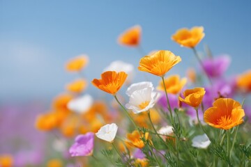 Obraz premium vibrant field of colorful spring flowers in full bloom under clear blue sky