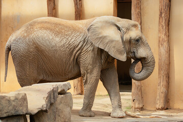 Naklejka premium Majestic African elephant close up as a pet in Africa. Large mammal with a long trunk and large ears.