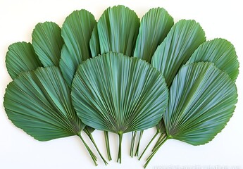 Tropical Green Palm Leaves Arrangement on White Background Fresh Exotic Foliage for Summer Design and Decoration : Generative AI