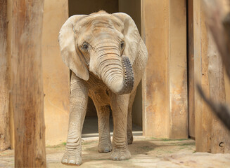 African elephant - a symbol of wildlife and conservation. African domestic animal. Animal protection. Large mammal with a long trunk and large ears. Safari inhabitant. Ecotourism.