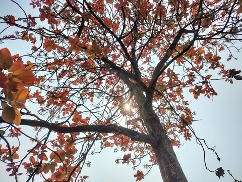 Mahua red leaves on a tree