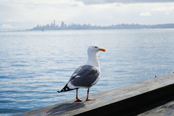 Black Tailed Gull or Seagull with Background of San Francisco Bay in United States - アメリカ サンフランシスコ湾 ウミネコ 

