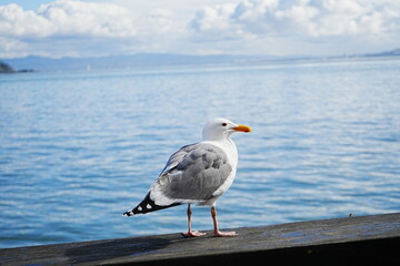 Black Tailed Gull or Seagull with Background of San Francisco Bay in United States - アメリカ サンフランシスコ湾 ウミネコ 
