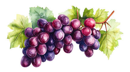 Fototapeta premium Ripe grape watercolor isolated, dark grapes with leaves, cut out transparent