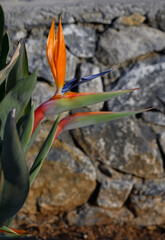 Vibrant bird of paradise flower stands out against a rugged stone background bathed in warm...