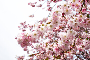 A blossoming sakura branch against the spring sky. Delicate pink and white petals