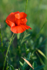 Naklejka premium Radiant red poppy blooms amidst lush green grass on a warm summer afternoon in a tranquil rural setting