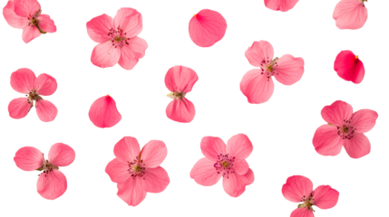 Pink flowers pattern on a black background, cut out transparent