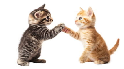 Two playful kittens high-fiving each other affectionately, cut out transparent
