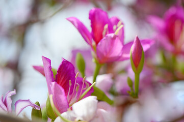 Obraz premium Bright pink flowers bloom under the soft light of spring in a serene garden setting
