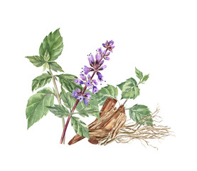 Watercolor illustration of patchouli, sandalwood and vetiver. These plants are widely-used as perfume ingredients. Cute flower arrangement for stickers, art prints, greeting cards