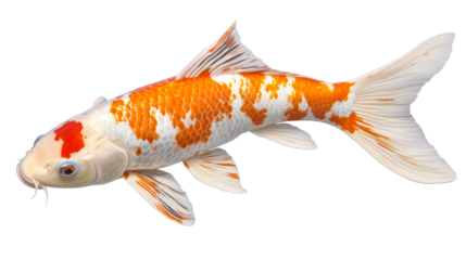Koi fish with orange and white pattern, aquatic animal , cut out transparent