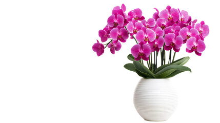 Orchids in a Vase on Black Background, cut out transparent