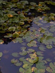 Green lily pads float on a pond's surface, creating a dense and lush covering. 
