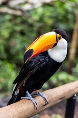 Toucan (Ramphastos toco)