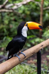 Toucan (Ramphastos toco)