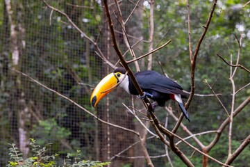Toucan (Ramphastos toco)