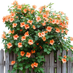 Vibrant Trumpet Vine with Orange Flowers Isolated on Transparent Background