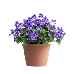 A 3D Potted Violet Plant with Small Purple Flowers Isolated on Transparent Background