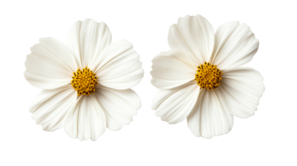 Two white cosmos flowers on a black background, cut out transparent