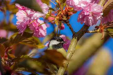 a little curious great tit between beautiful pink japanese cherry blossoms in the sunlight and blue...