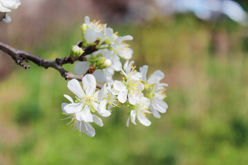 Beautiful spring plum tree blossom. Close-up of white plum tree branches blossom in spring.