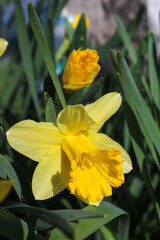 Fototapeta premium Beautiful yellow daffodils are blooming in the garden on a spring day. Yellow petals of beautiful daffodils.