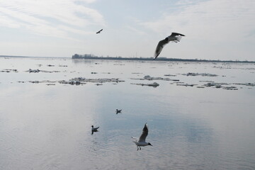 seagulls on the river during ice drift in spring
