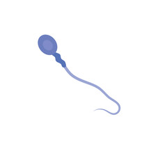 Sperm morphology. Male reproductive system.