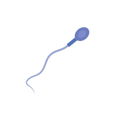 Sperm morphology. Male reproductive system.