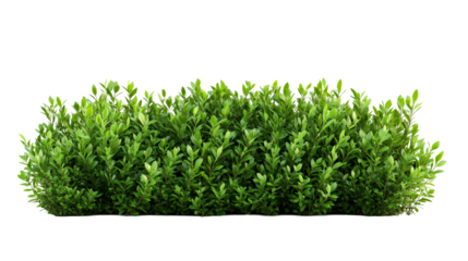 Lush boxwood hedge row with vibrant green leaves, cut out transparent
