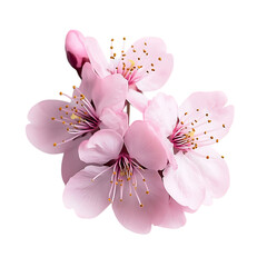 Soft Pink Cherry Blossom with Delicate Petals Isolated on Transparent Background