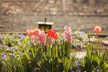 Frühlingsblumen auf dem Friedhof.