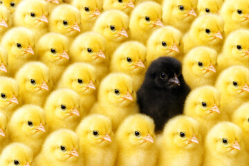 Stand Out from the Crowd. A unique black chick stands among a group of fluffy yellow chicks, symbolizing individuality and diversity. Perfect for awareness campaigns, posters