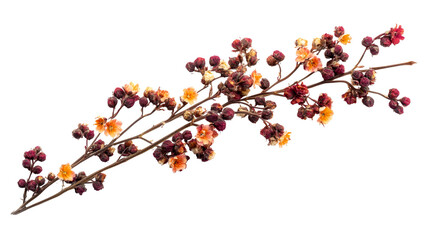 Branch with small flowers and buds in dark, reddish hues, cut out transparent