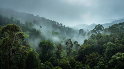 A panoramic rainforest with misty treetops