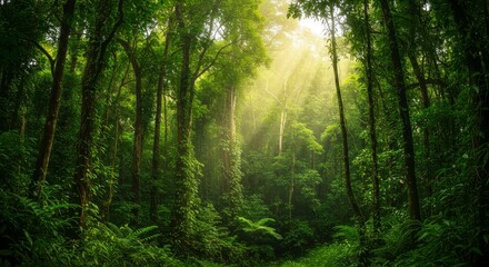 Fototapeta premium Sunlit Green Jungle Canopy - Lush rainforest, sunlight streams, vibrant green foliage, dense trees, tranquil atmosphere. Symbolizes nature, serenity, growth, mystery, and life