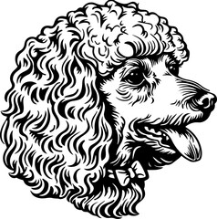 Fototapeta premium poodle, dog, spaniel, cocker, animal, pet, puppy, isolated, cocker spaniel, cute, white, canine, breed, purebred, mammal, brown, sitting, pedigree, studio, domestic, portrait, pets, black, looking, is