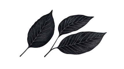 Obraz premium Three sketched leaves in dark tones, cut out transparent