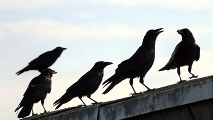 Fototapeta premium crow on a fence