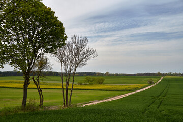 Countryside landscape with gravel road and cultivated field during spring summer