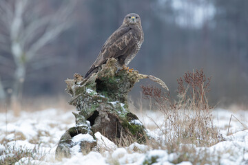 Buzzard in a winter meadow sitting on a stump
